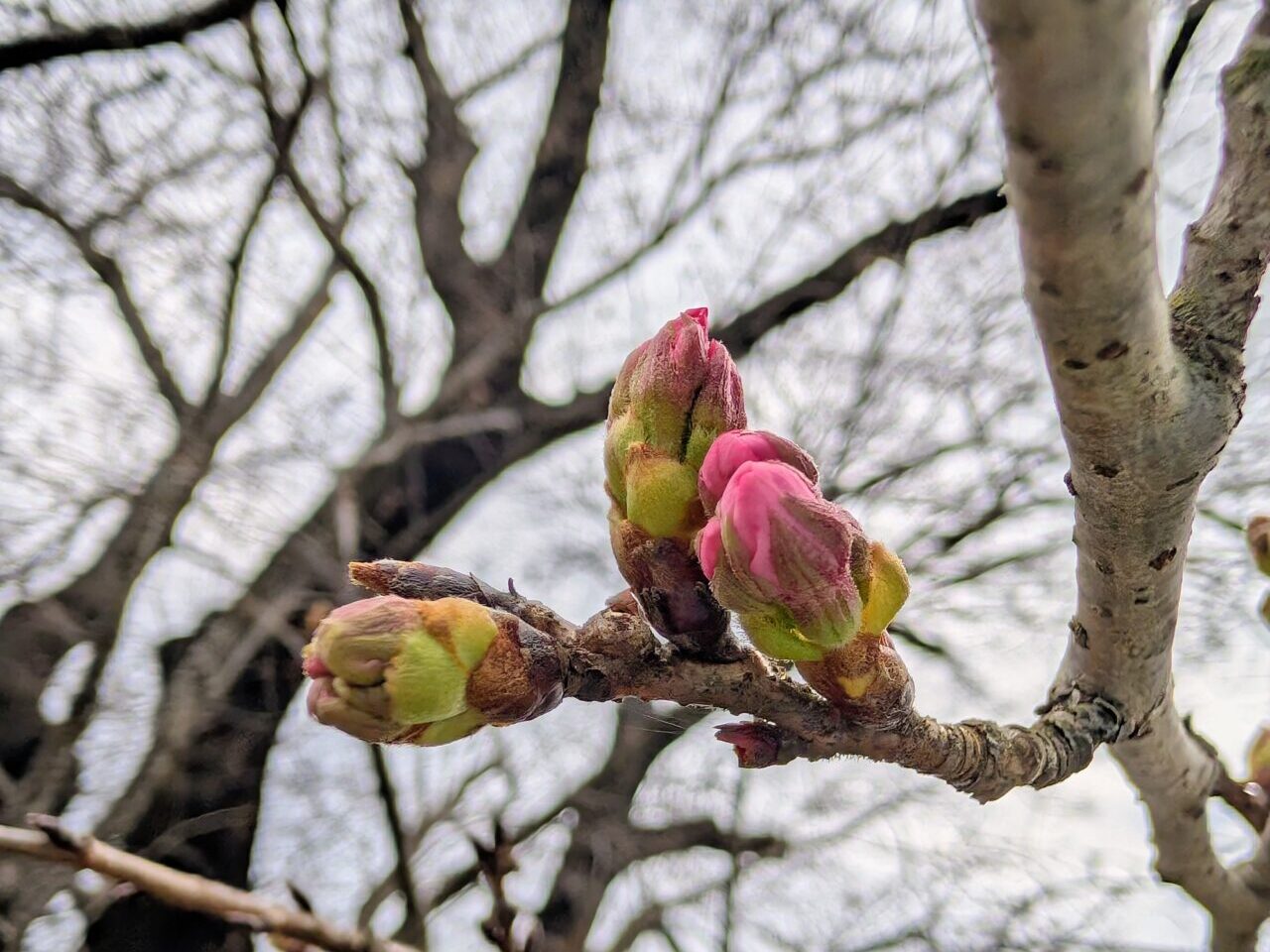 小林牧場桜2026_つぼみ３