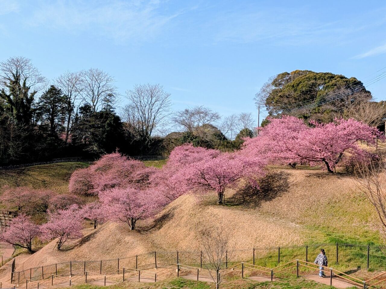 万葉公園河津桜2026_横から２