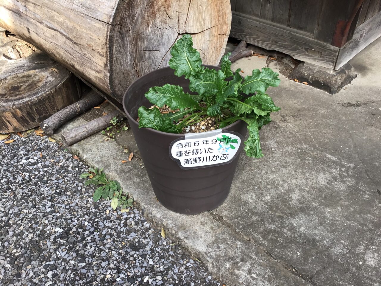 20251109_1108_01_takinogawahachiman05