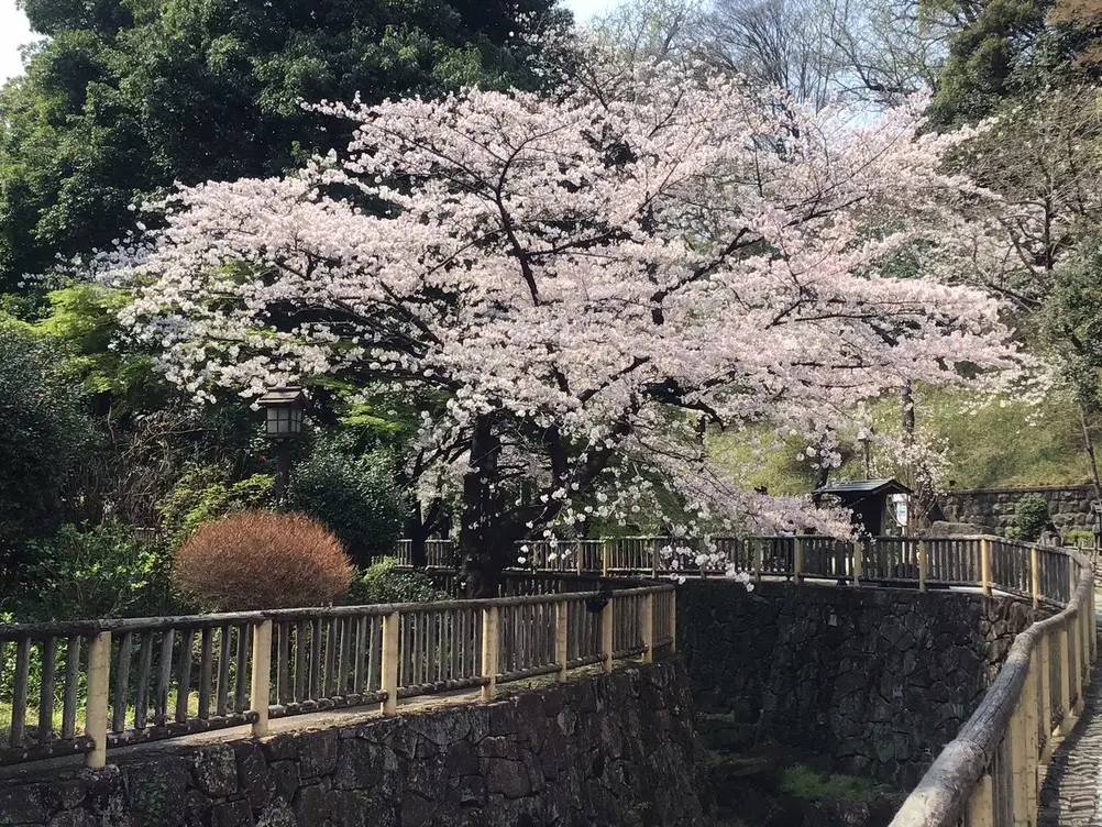 20260331_0330_syakujiigwa_sakura06