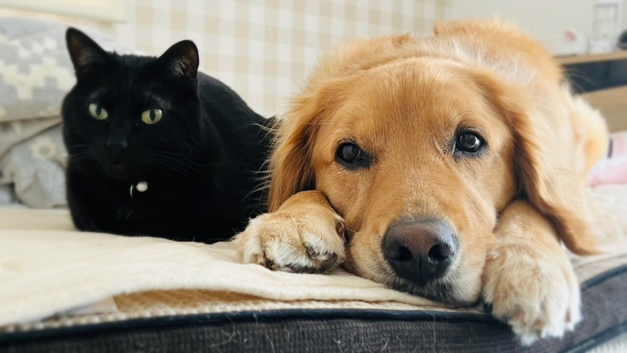 猫と犬