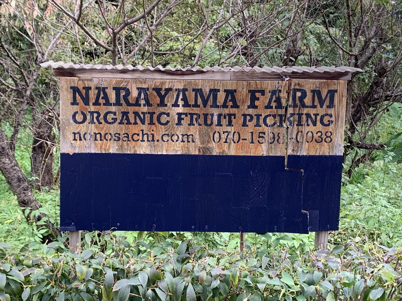 202407奈良山園　ブルーベリー狩り