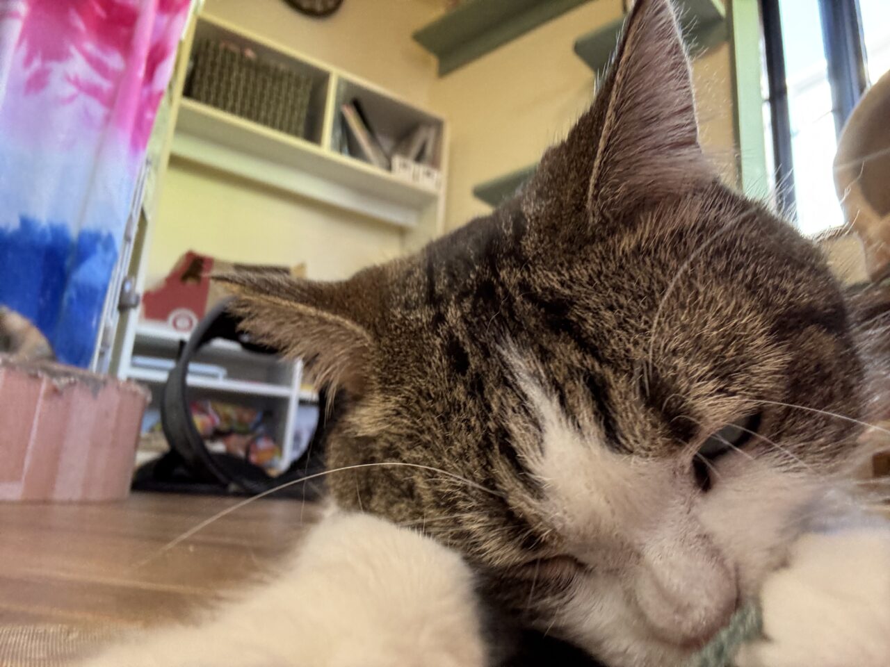 202510ふれあい譲渡会