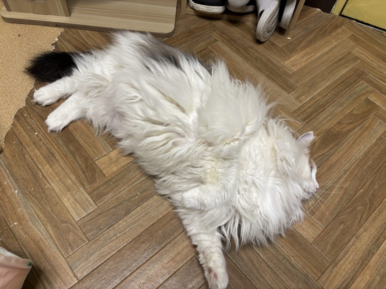 202603ふれあい譲渡会
