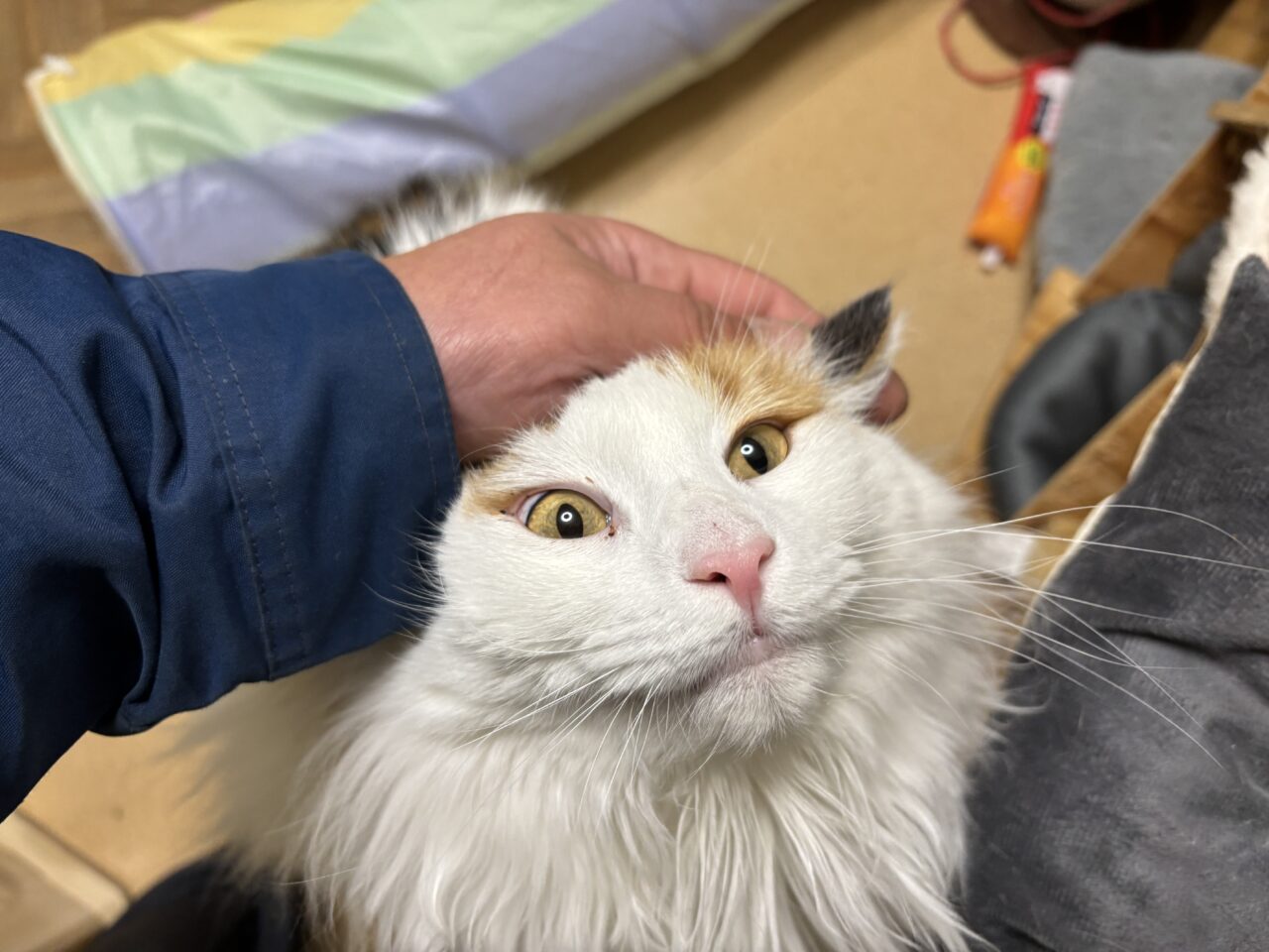 202604ふれあい譲渡会