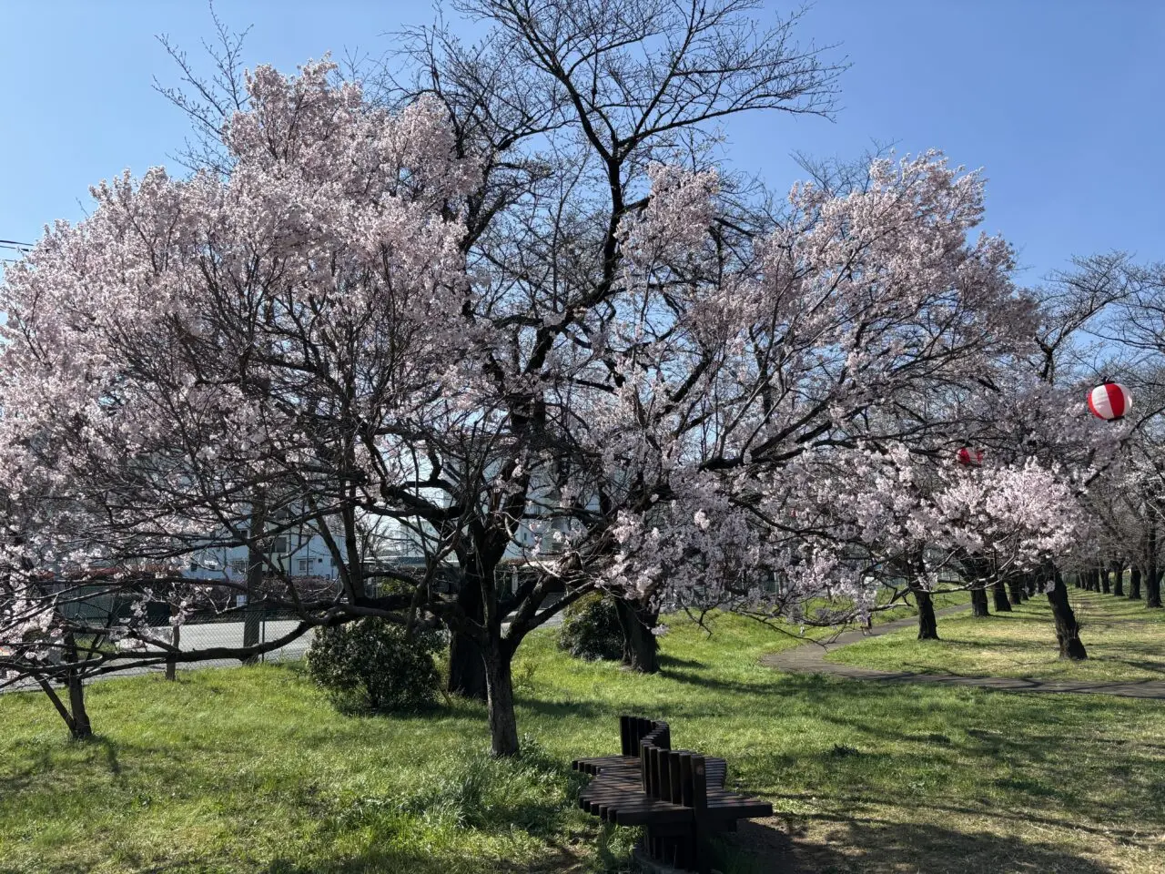 202603桜