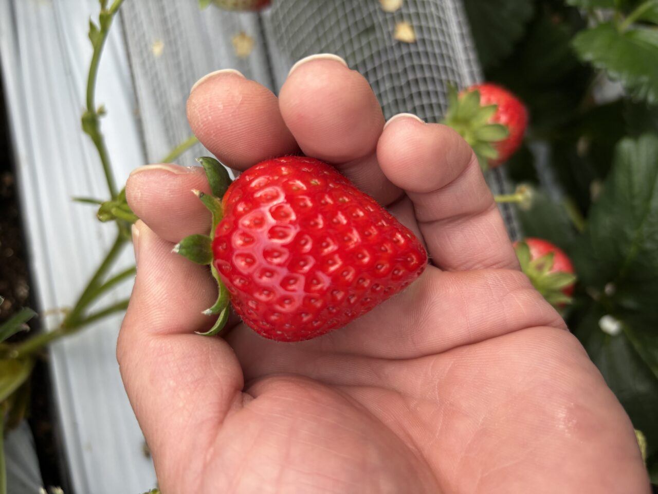 202604ツッチいちご狩り