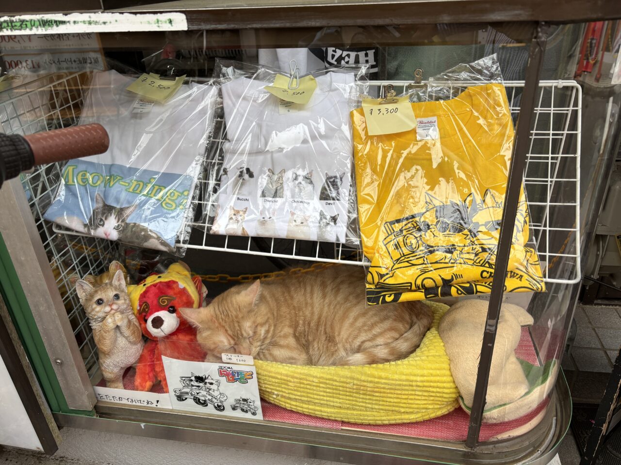 202606ふれあい譲渡会