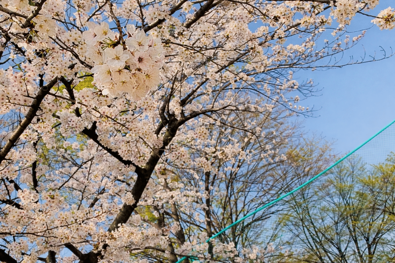 天の川堤防で桜まつり