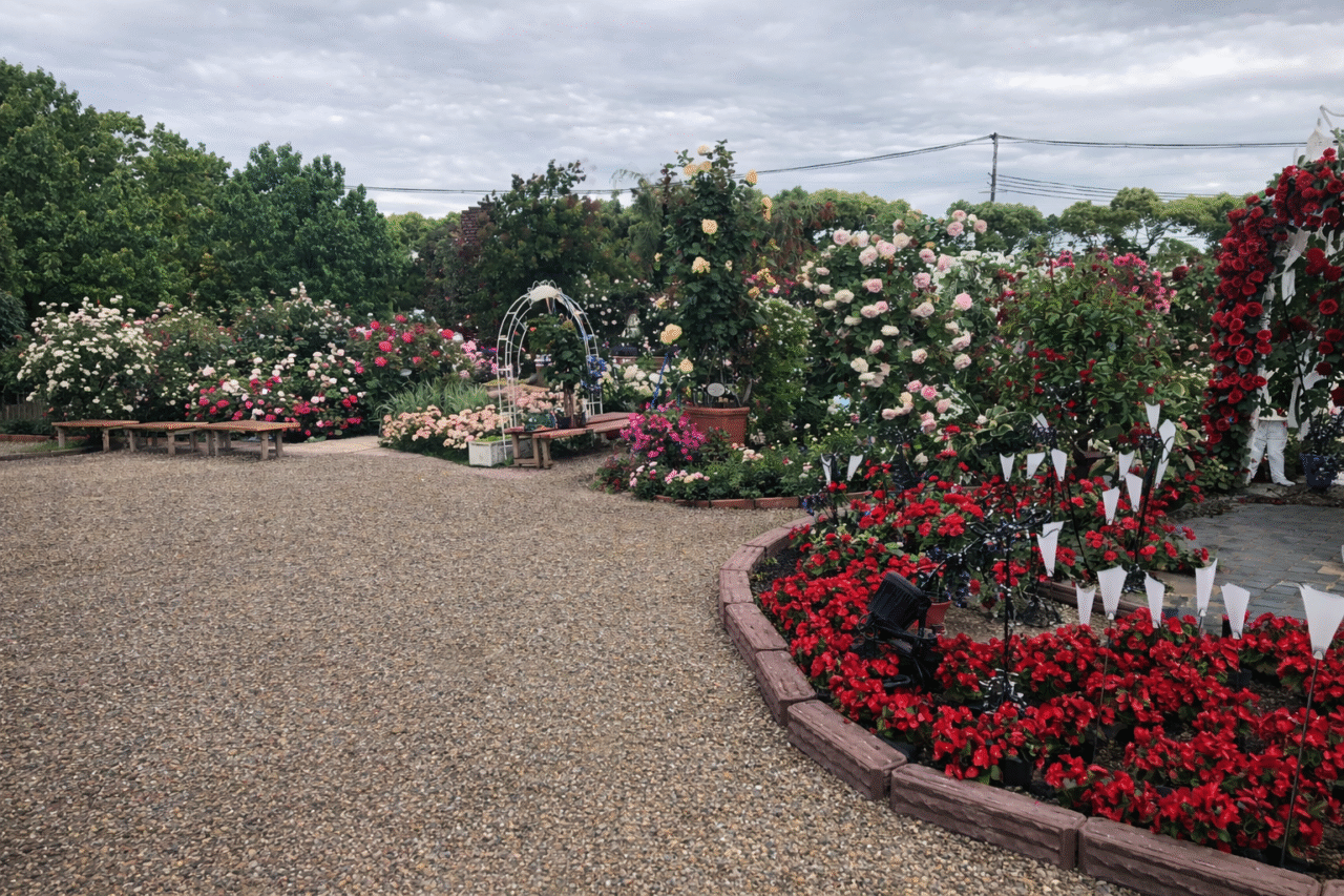 ひらかたパークのヴァイオリンライブ
