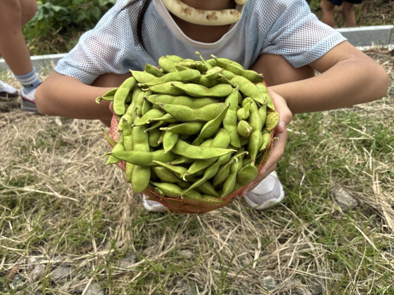 かたおか苺園