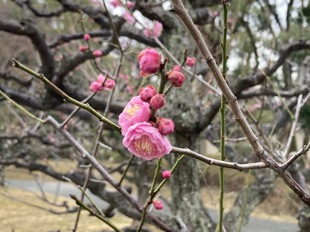 ume