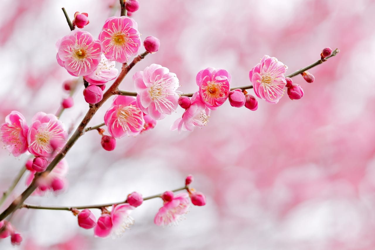 和泉市 まもなく梅の花が見頃のようです 菜の花も満開の和泉リサイクル環境公園 号外net 和泉市