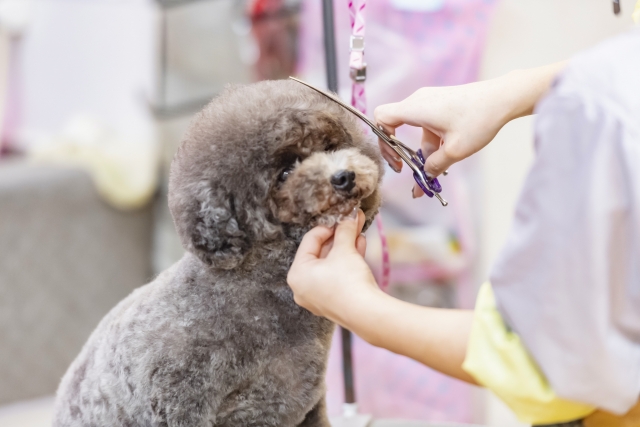 和泉市 Pet Salon しゅんしゅん が4月3日に新しくオープンされたそうです 号外net 和泉市