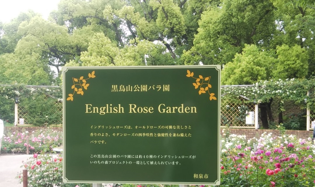 和泉市 色とりどりのバラの花に癒される 黒鳥山公園のバラ園で イングリッシュローズが見頃を迎えています 号外net 和泉市 和泉市 色とりどりのバラの花に癒される 黒鳥山公園のバラ園で イングリッシュローズが見頃を迎えています 号外net 和泉市