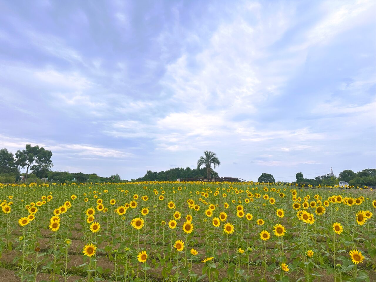 和泉リサイクル環境公園のひまわり畑