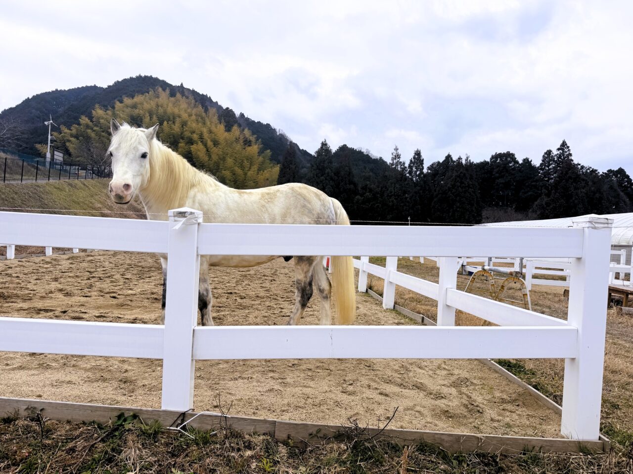 アヴニールファーム　ふれあい馬体験