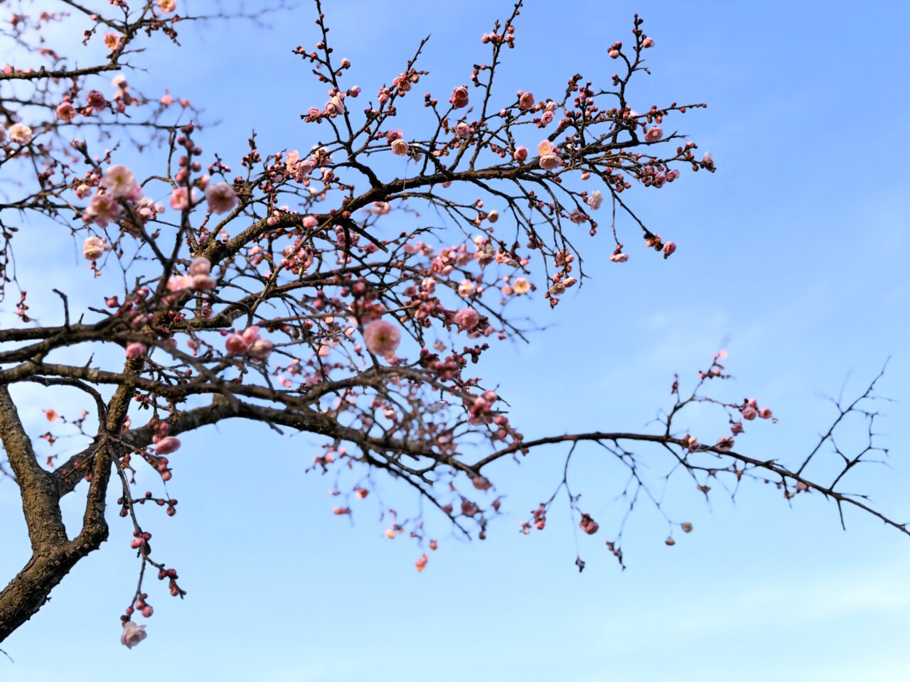 咲き始めた梅の花