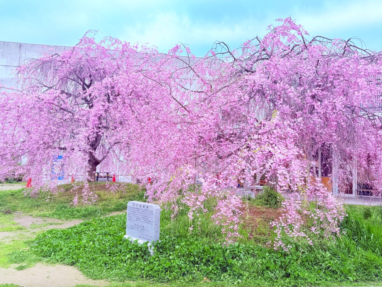 南部リージョンセンターの桜