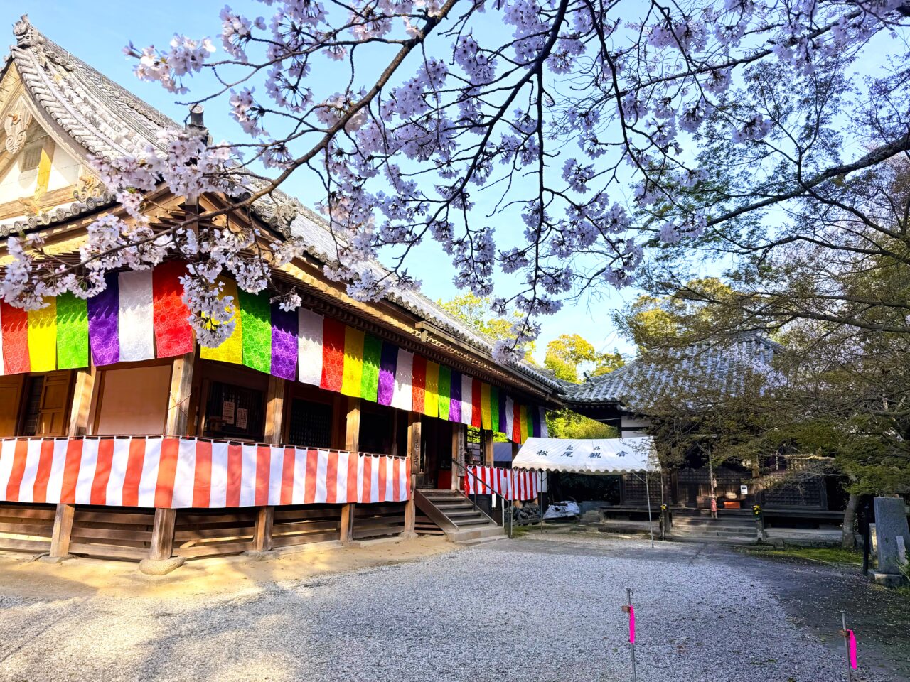 松尾寺　桜開花