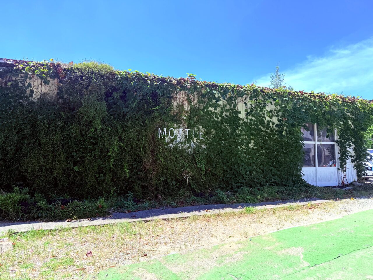 MOTTLE culture base