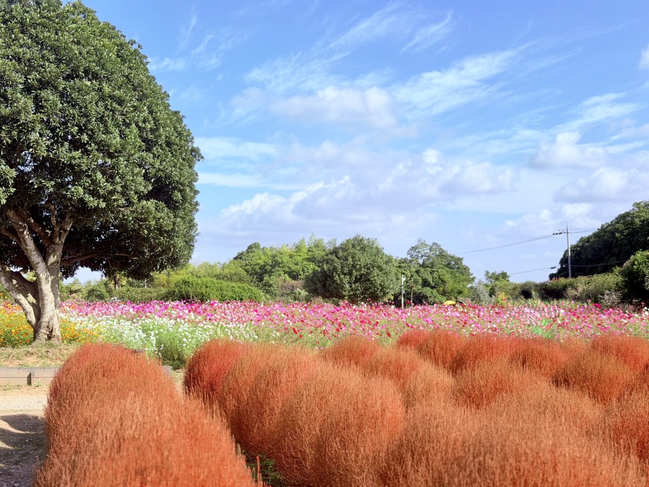 コスモス・コキアが満開　和泉リサイクル環境公園