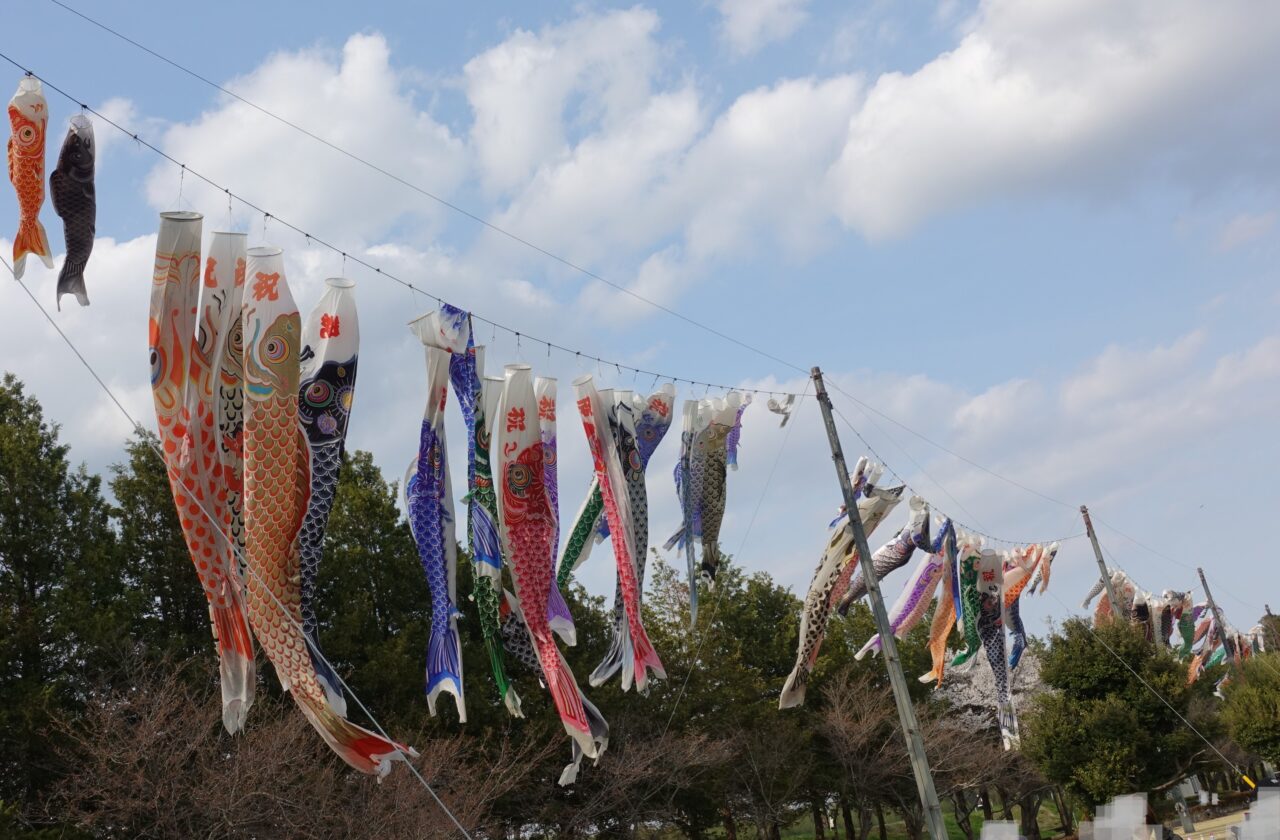 小山総合公園の鯉のぼり2025