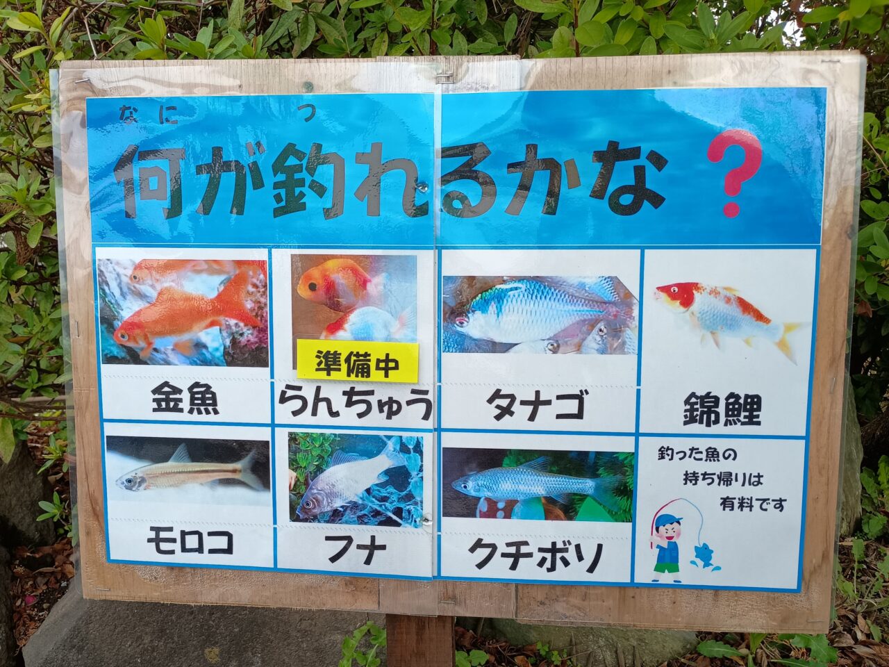 OyamaWaterPark遊水園の金魚釣り