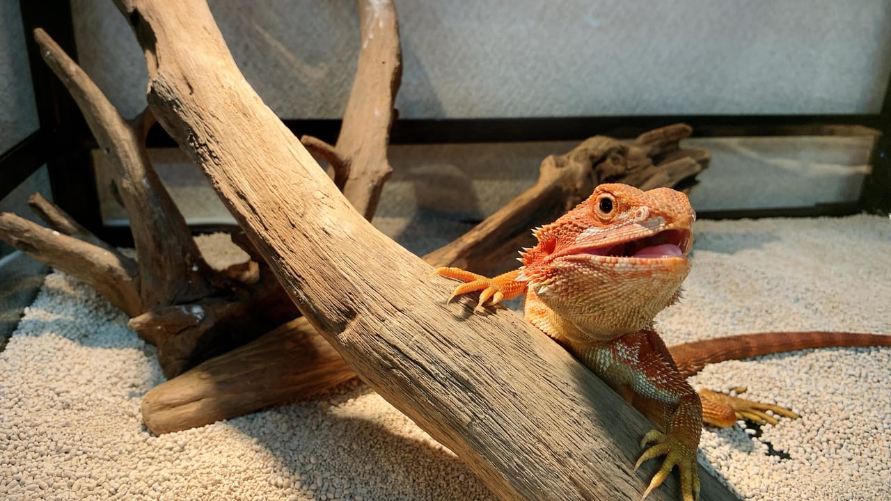 東大阪市 八戸ノ里の爬虫類専門店 Suke Rep スケレプ で 有名ブリーダーさん達が集結するイベントが開催されます 号外net 東大阪市