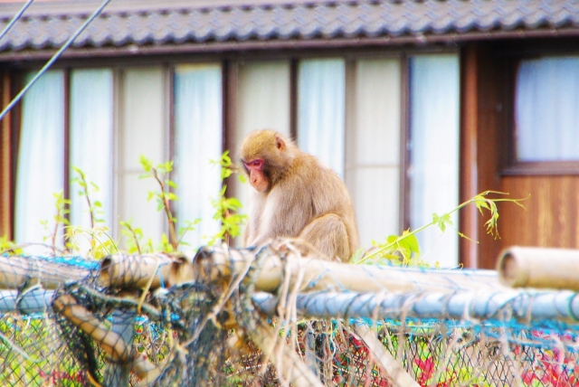 市内で目撃情報があったという野生のサルのイメージ画像