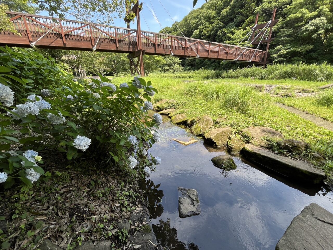泉の森の小川の横に咲く白いあじさい