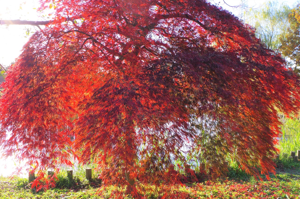 大野極楽寺公園の紅葉の様子