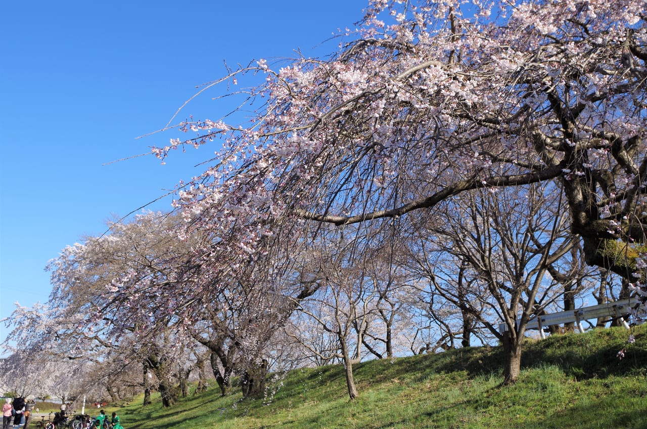 大野極楽寺公園2023年春　８分咲きの様子