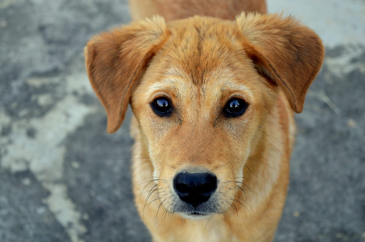 犬のイメージ