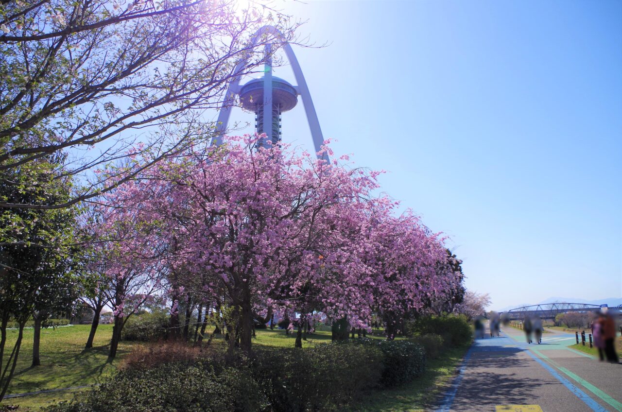 以前撮影した１３８タワーパークの桜