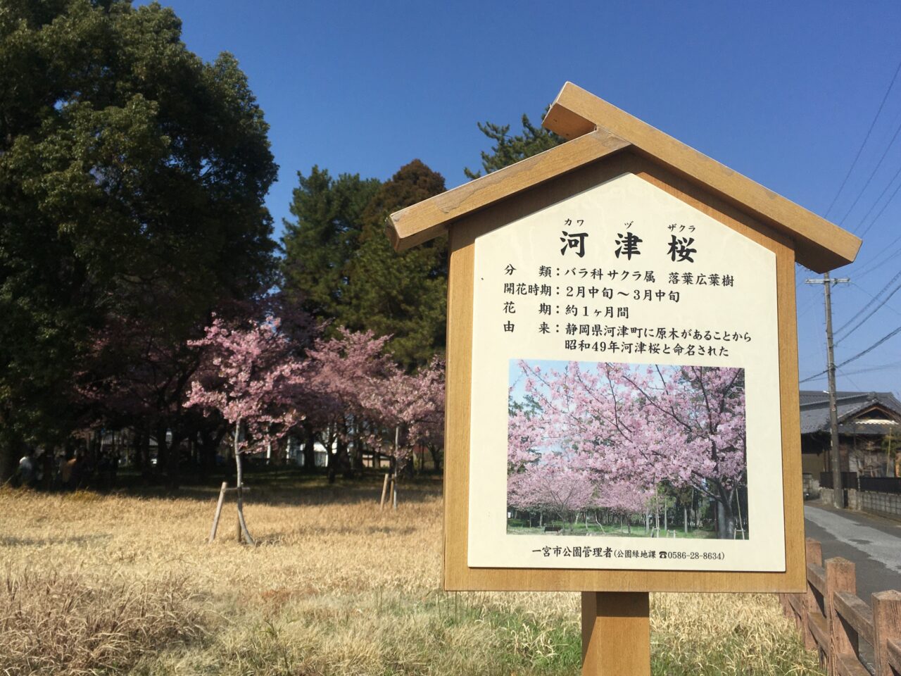 ２０２５年河津桜の様子