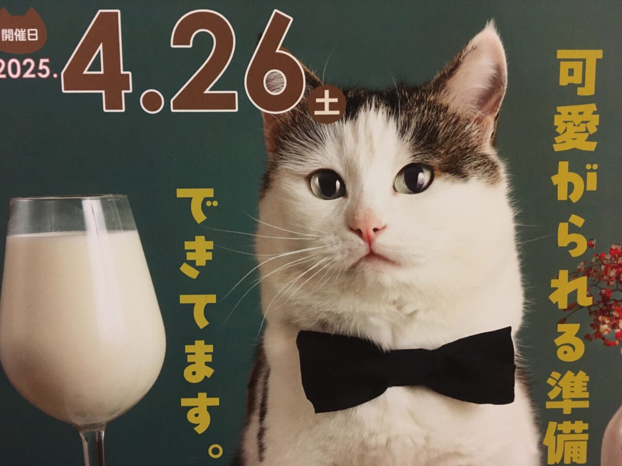 猫の譲渡会のチラシ