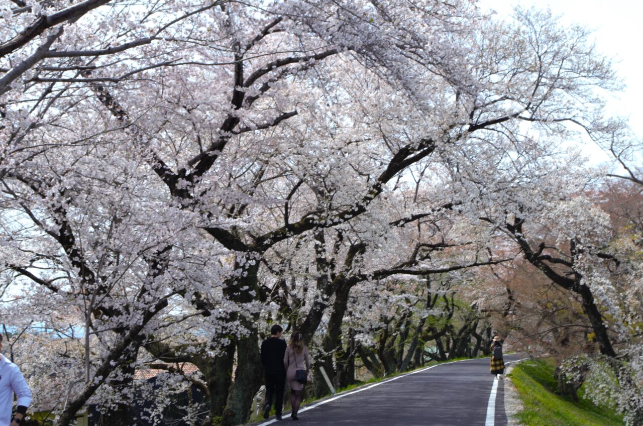 １３８タワーパーク桜の様子