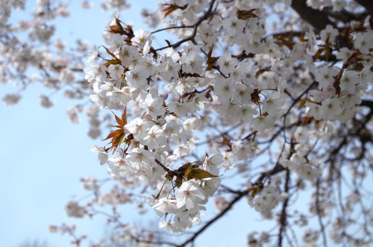 １３８タワーパーク桜の様子