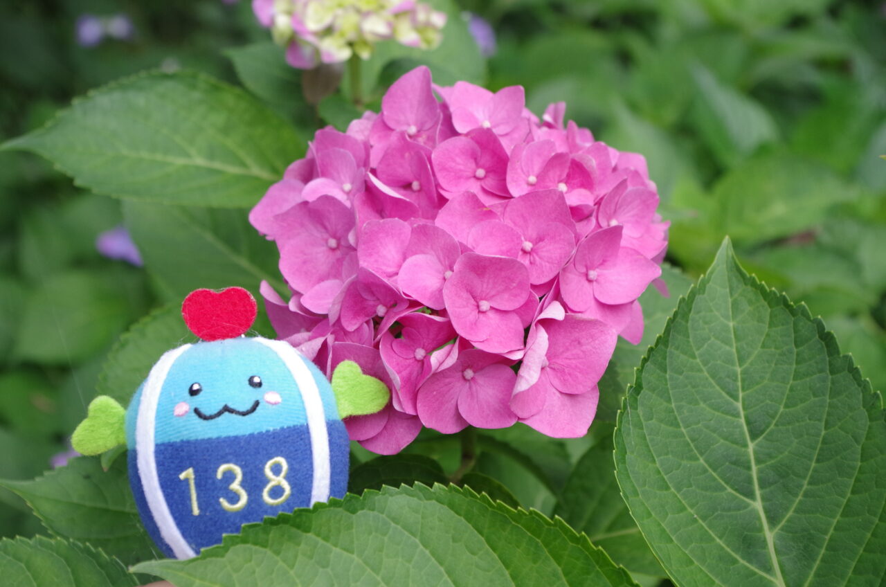 138タワーパークのあじさいをみてきた様子