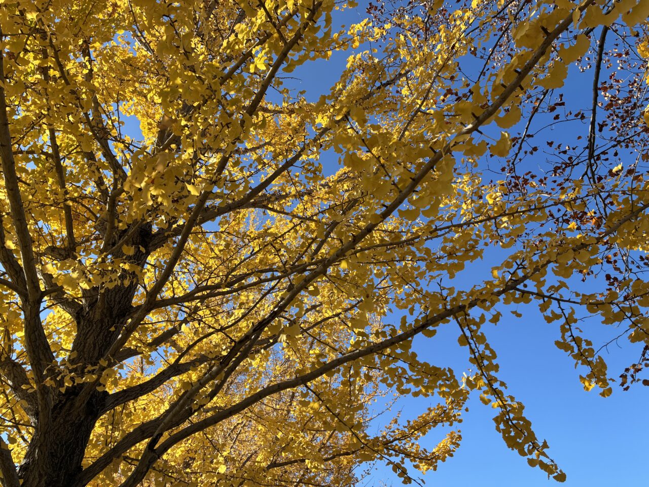 大野極楽寺公園の写真