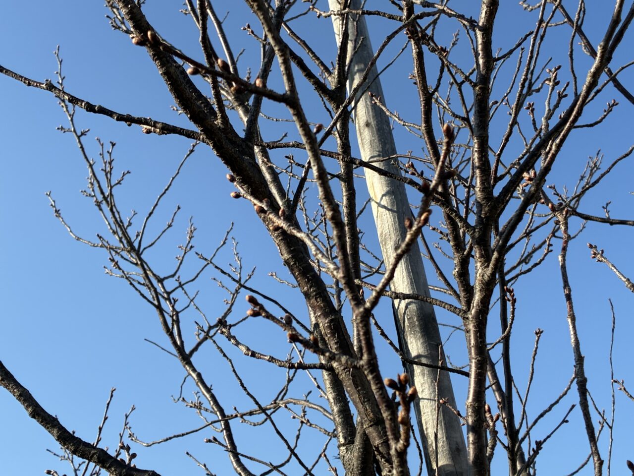 ２０２６年寒緋桜