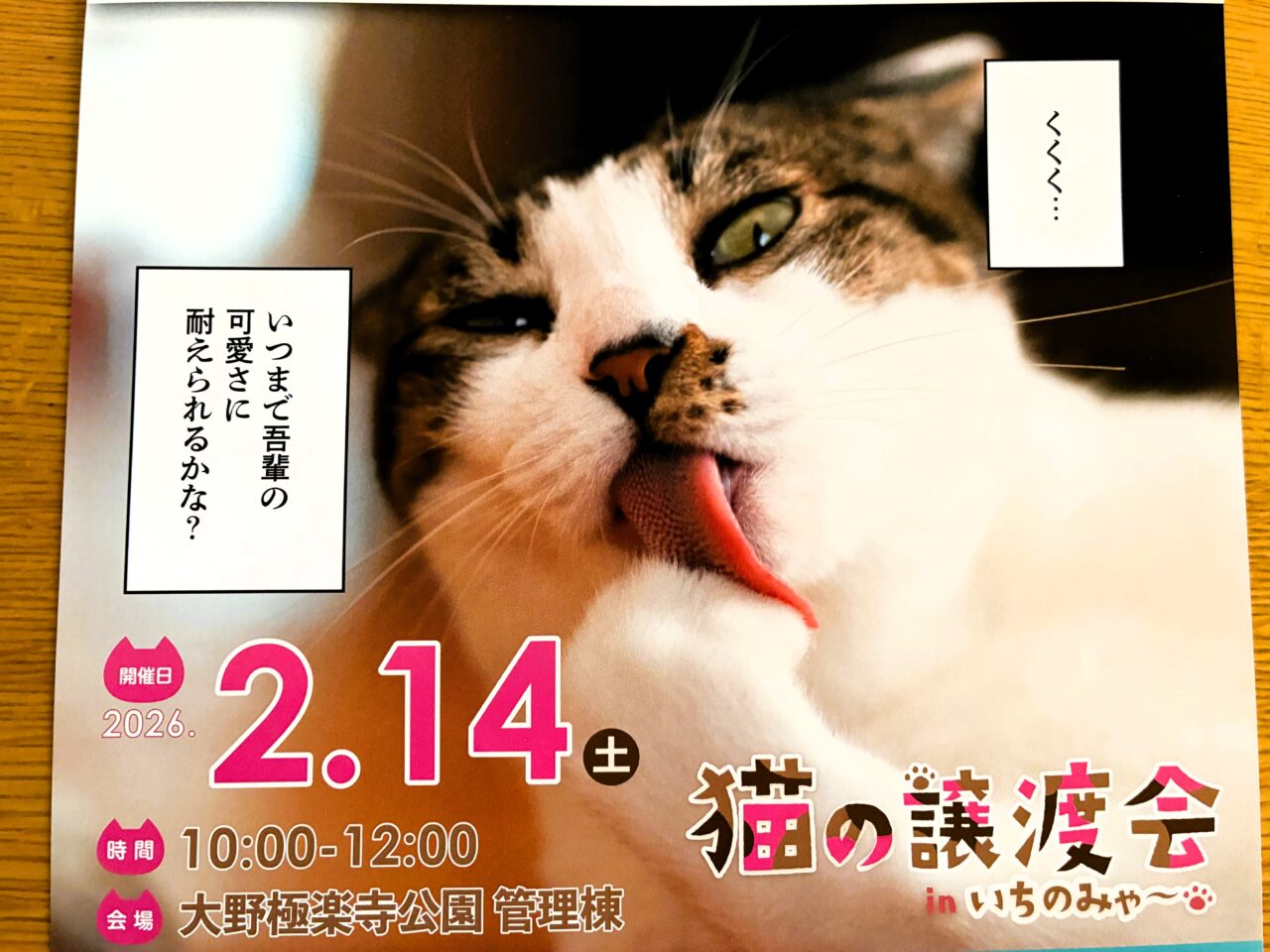 猫の譲渡会のちらし