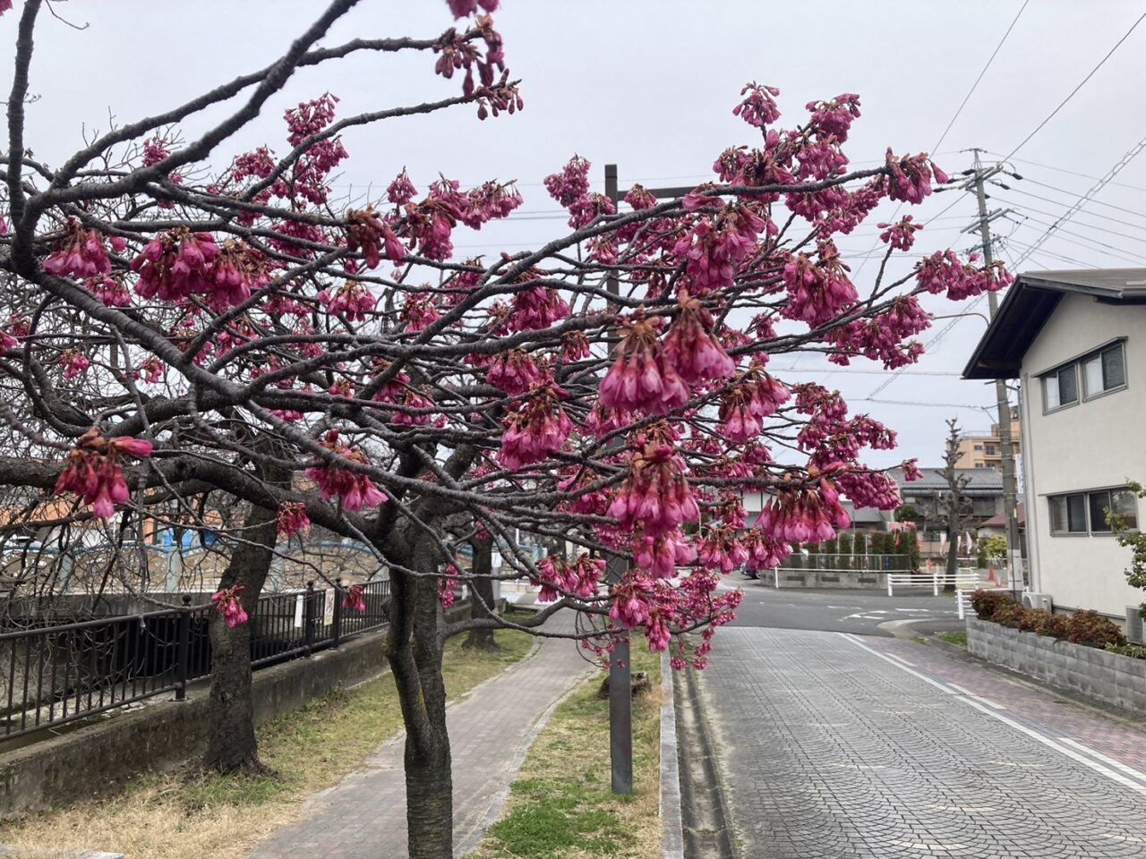 大江川の桜
