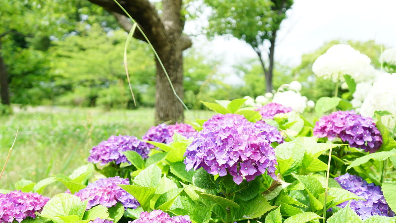 紫の紫陽花