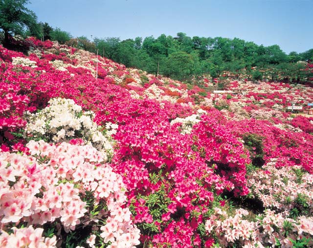福井県 西山公園春さんぽ 春のインスタグラムフォトコンテスト2021開催中 豪華賞品が当たるチャンス 号外net 福井市