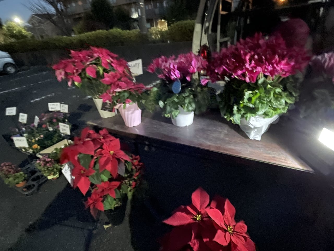 厚木市民朝市花