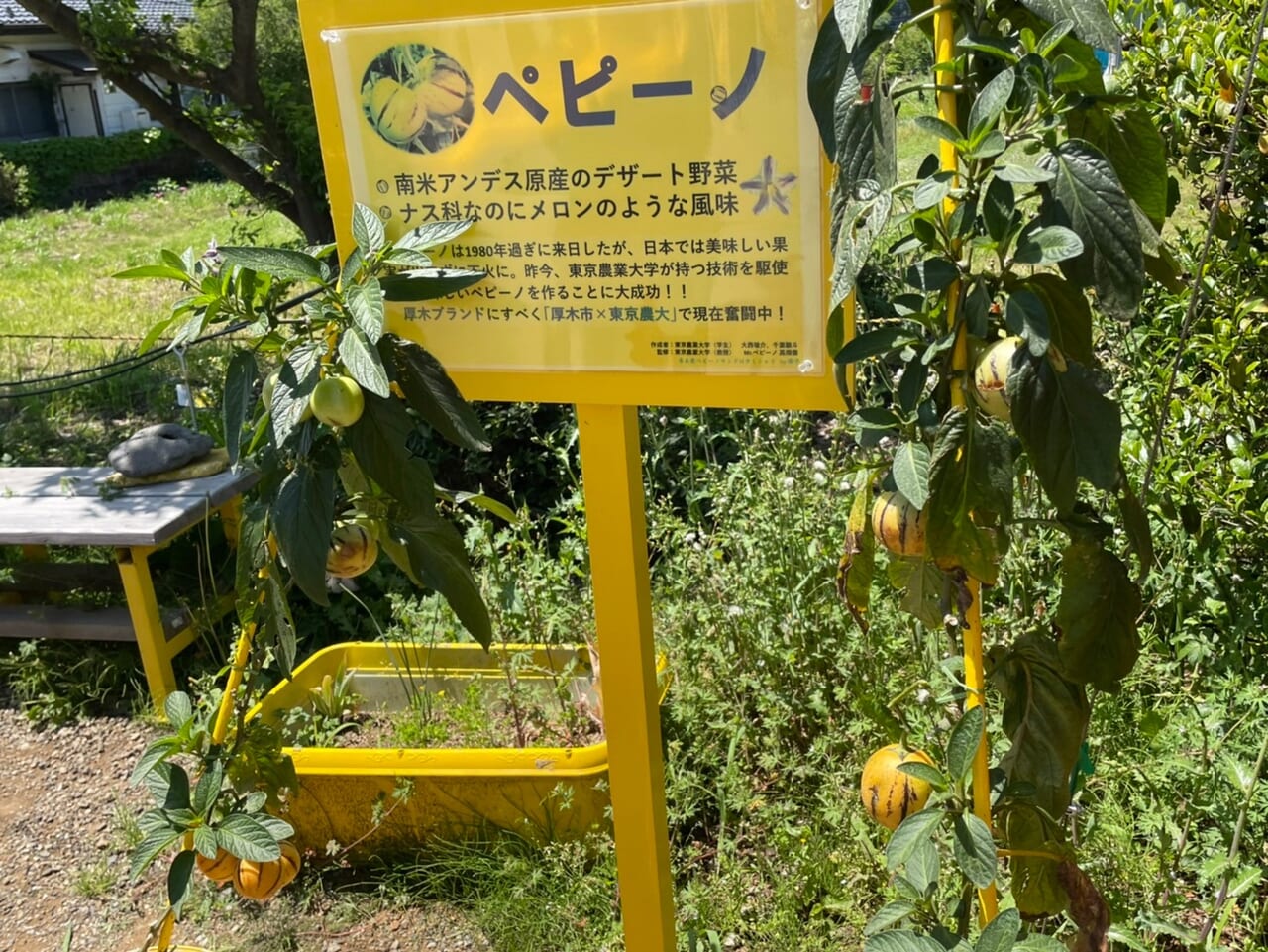 ペピーノ