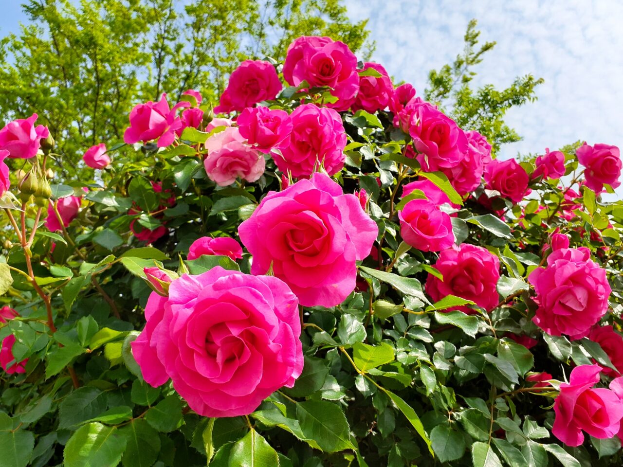 rose