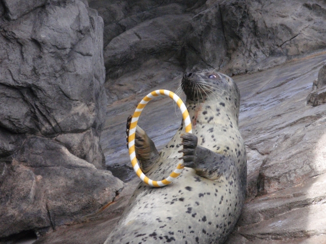 品川区 21年12月1日 しながわ水族館のクリスマスイベント しな水のクリスマス21 がスタート 2年ぶりとなるトンネル水槽のクリスマス 装飾や各ショーがクリスマス仕様に 号外net 品川区